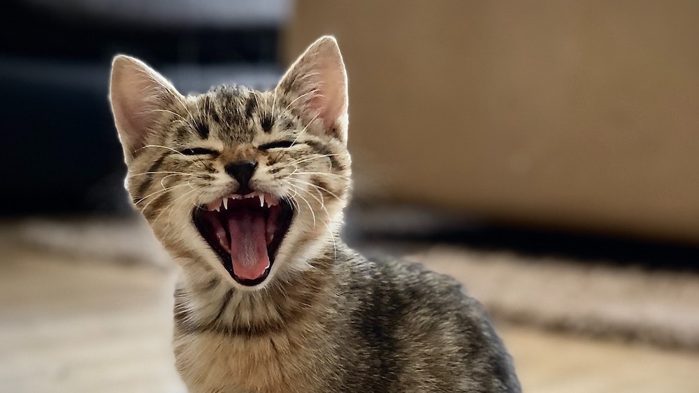 Cat Qubits Could Deliver Useful Quantum Computers Years Sooner Than Expected Cat Qubits Could Deliver Useful Quantum Computers Years Sooner Than Expected